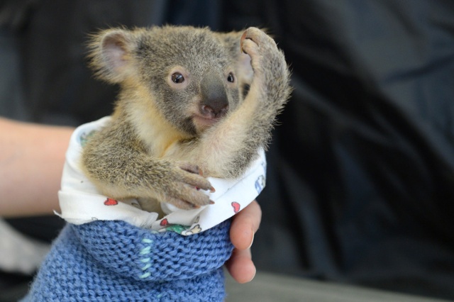 Koala-Lizzy-con-bebe-koala-Joey-Phantom-Australia-Zoo-Wildlife-Hospital-02
